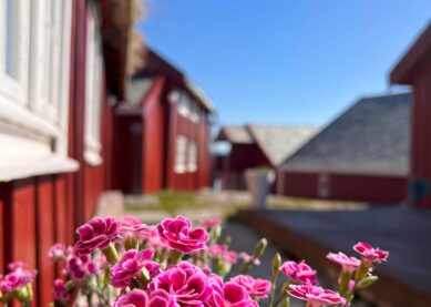 Vårtur til Håholmen: Nyt kontrasten mellom det røffe storhavet og vårens første, livgivende farger.